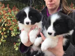 whtatsapp me +96555207281 Border collie puppies for sale