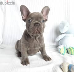 Healthy French Bulldog puppies Whatsapp me +96555207281