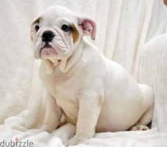 Charming English bulldog puppies whatsapp me +96555207281