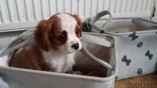 Cavalier King Charles Spaniel puppies for sale whatsapp +96555207281