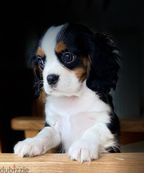 Cavalier King Charles Spaniel puppies for sale whatsapp +96555207281 1