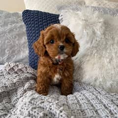 whatsapp me +96555207281 Healthy Cavapoo puppies for sale