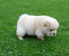 Playful Chow Chow puppies whatsapp +96555207281 0