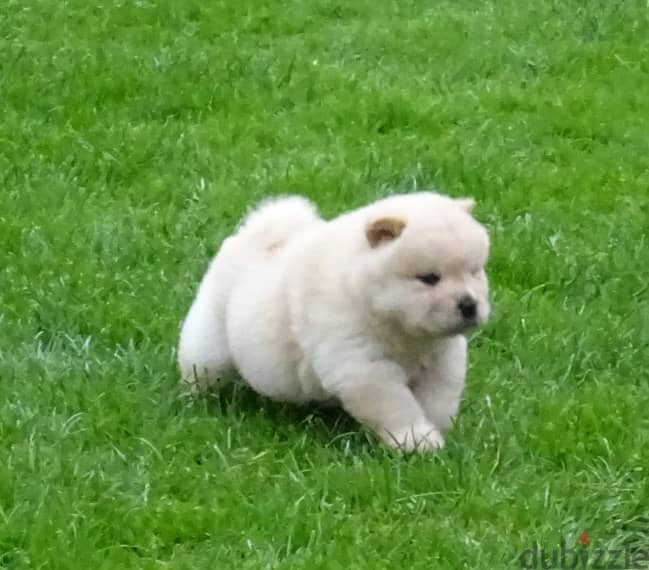 Playful Chow Chow puppies whatsapp +96555207281 1