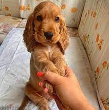 whatsapp me me +96555207281 Good Cocker Spaniel puppies 1