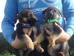 whatsapp me +96555207281 German Shepherd puppies