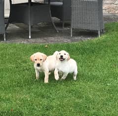 Whatsapp me +96555207281 Two Labrador puppies for sale 0