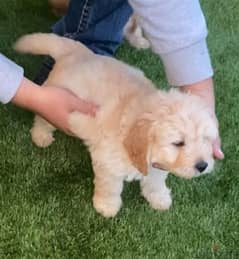 Whatsapp me +96555207281 Healthy Labradoodle puppies
