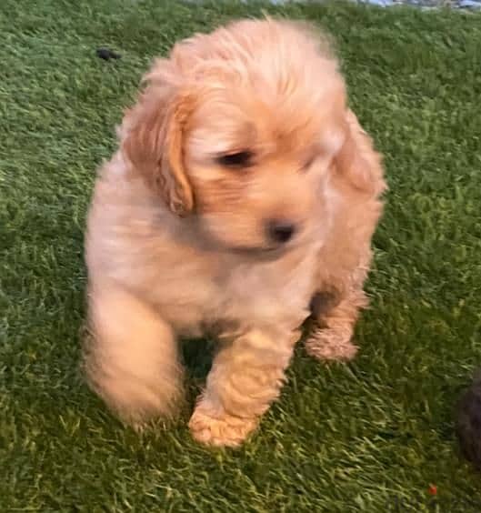 Whatsapp me +96555207281 Healthy Labradoodle puppies 1