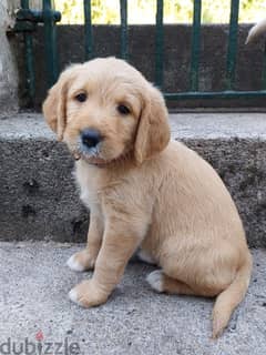 Whatsapp me +96555207281 Cutest Labrador Retriever puppies for sale