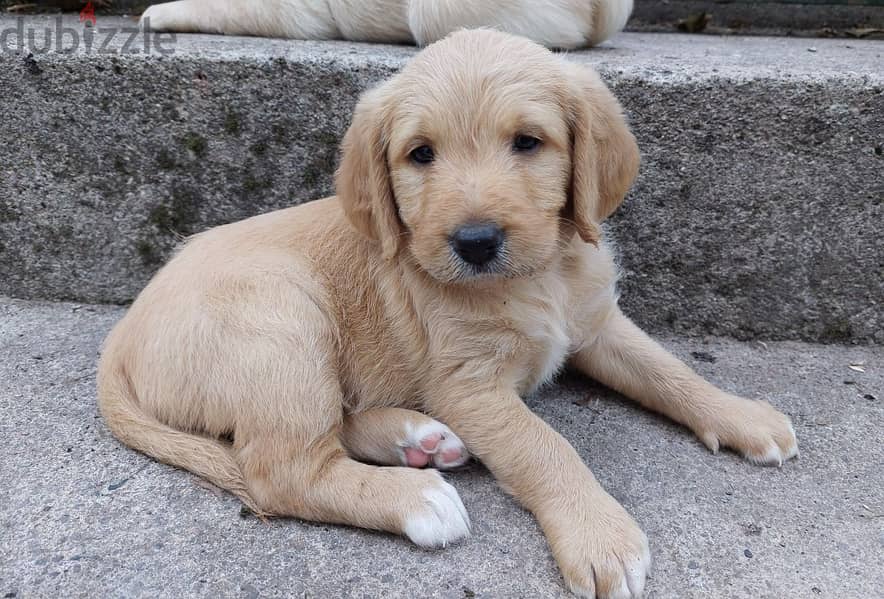 Whatsapp me +96555207281 Cutest Labrador Retriever puppies for sale 1