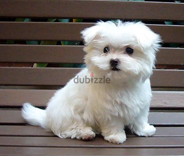 Adorable Maltese puppies for sale whatsapp me +96555207281 2
