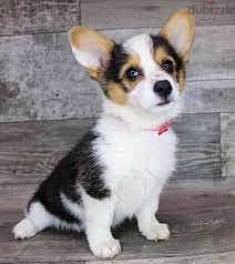 Whatsapp me +96555207281   Best Pembroke Welsh Corgi puppies for sale