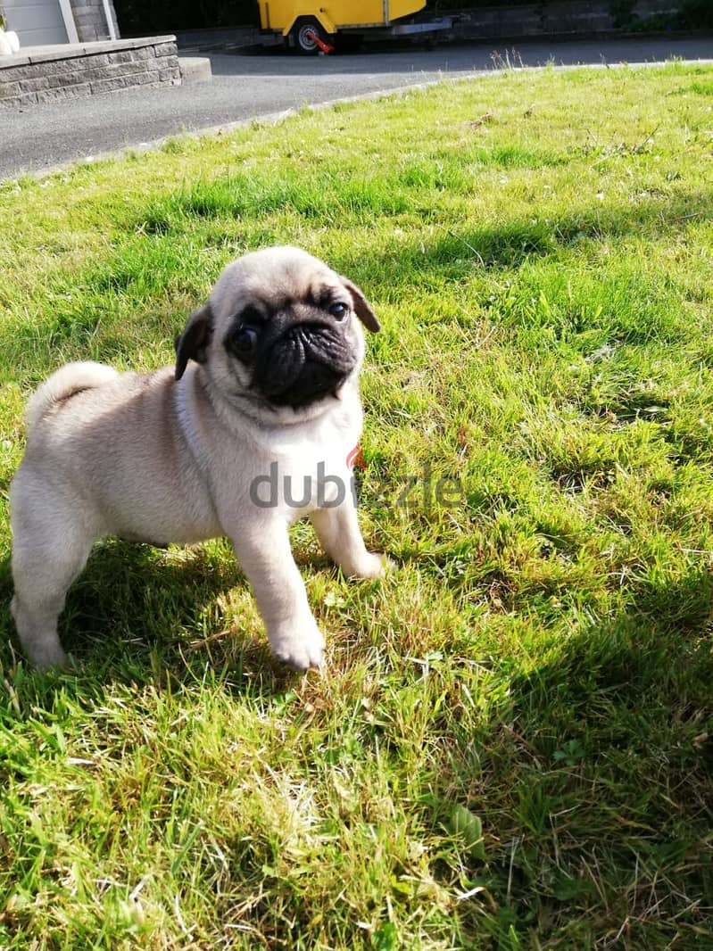 Whatsapp me +96555207281 Vaccinated Pug puppies for sale 2