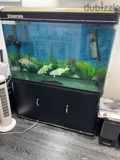 aquarium with 3 koi fish 0
