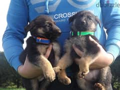 Whatsapp me +96555207281 Three months German shepherd puppies
