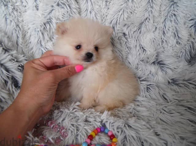 Whatsapp me +96555207281  Vaccinated Pomeranian puppies for sale 1