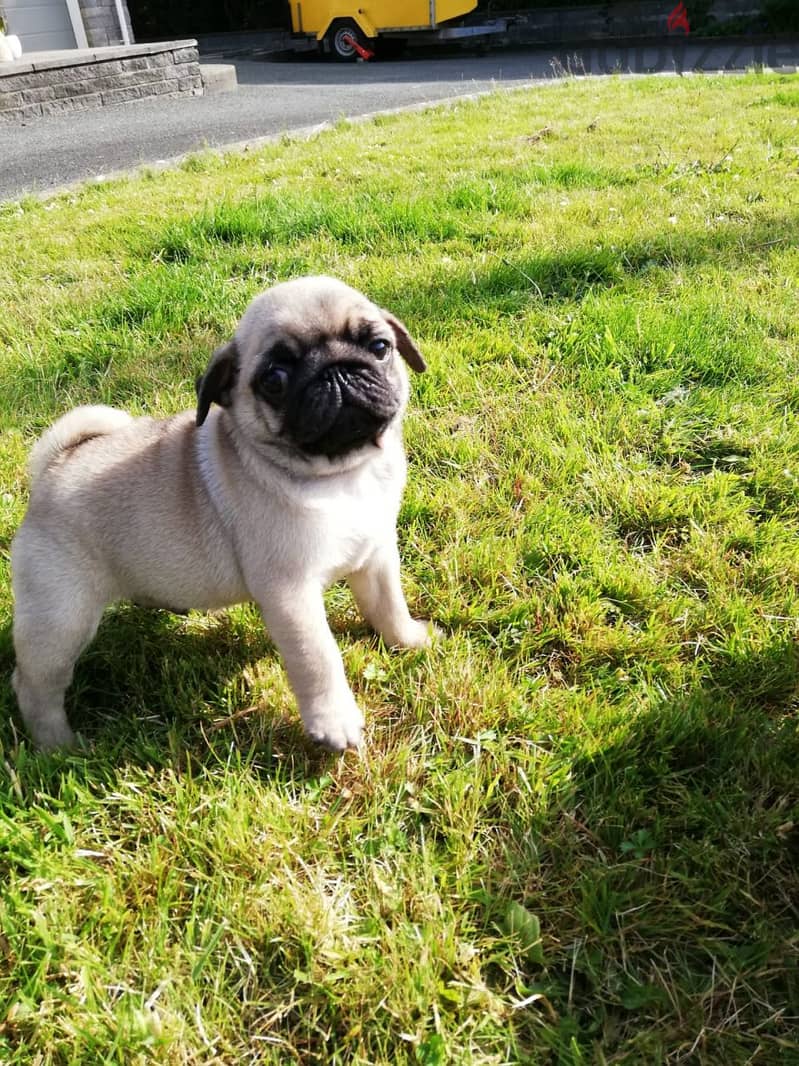 Whatsapp me +96555207281 Vaccinated Pug puppies for sale 1