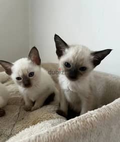 Whatsapp me (+372 5817 6491) Siamese Cats 0