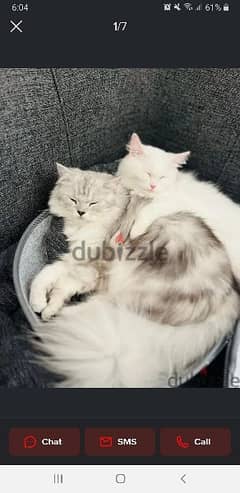 Persian Cats Free for Adoption
