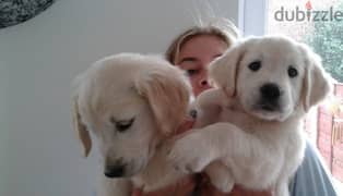 Whatsapp me +96555207281 Two Golden Retriever puppies for sale