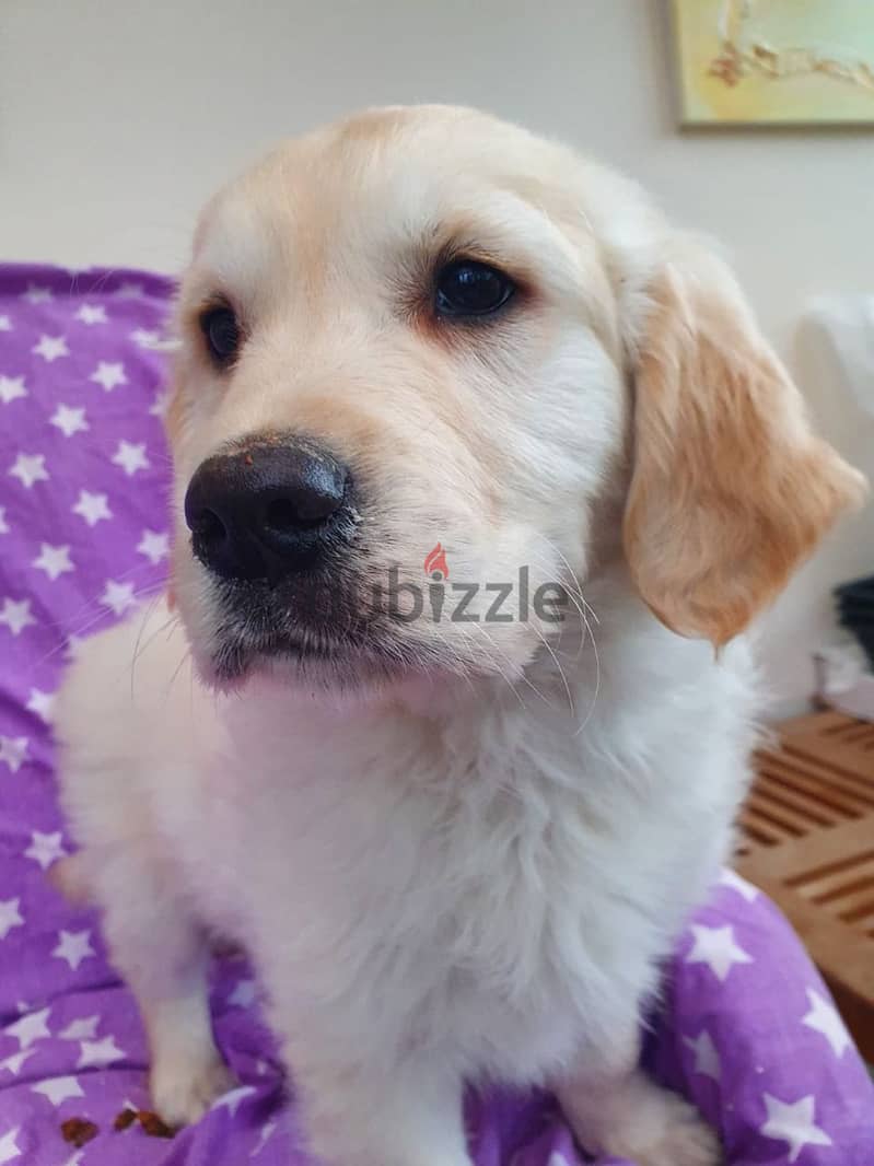 Whatsapp me +96555207281 Two Golden Retriever puppies for sale 1