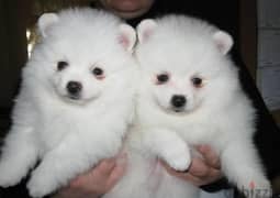 Whatsapp me +96555207281  white Pomeranian puppies for sale
