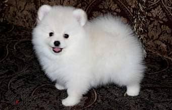 Whatsapp me +96555207281  white Pomeranian puppies for sale 1