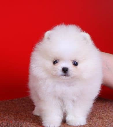 Whatsapp me +96555207281  white Pomeranian puppies for sale 2