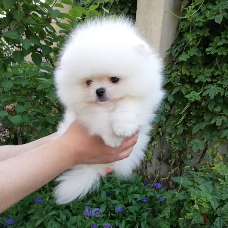 Whatsapp me +96555207281  white Pomeranian puppies for sale 3