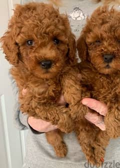 whatsapp me +96555207281 Two Toy poodle puppies for sale 0