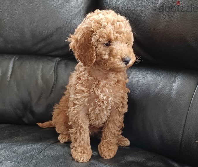 whatsapp me +96555207281 Two Toy poodle puppies for sale 1