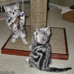 Whatsapp me +96555207281 Friendly American Shorthair kittens for sale 0