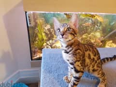 Whatsapp us at +96555207281 Charming Bengal kittens for sale 0