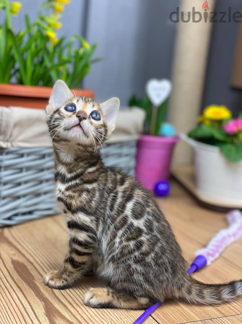 Whatsapp us at +96555207281 Charming Bengal kittens for sale 1