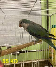 For Sale Quaker Parrot In Good Health