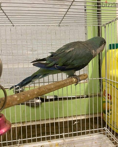 For Sale Quaker Parrot In Good Health 1