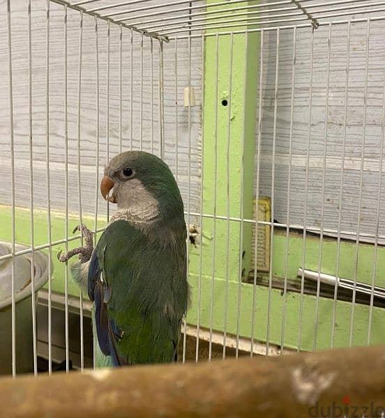 For Sale Quaker Parrot In Good Health 2