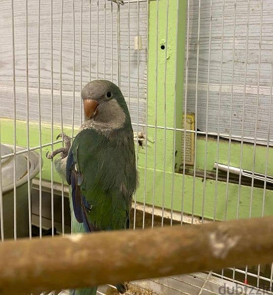 For Sale Quaker Parrot In Good Health 3