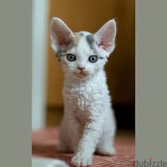 Whatsapp me +96555207281 Playful Devon Rex kittens for sale 0
