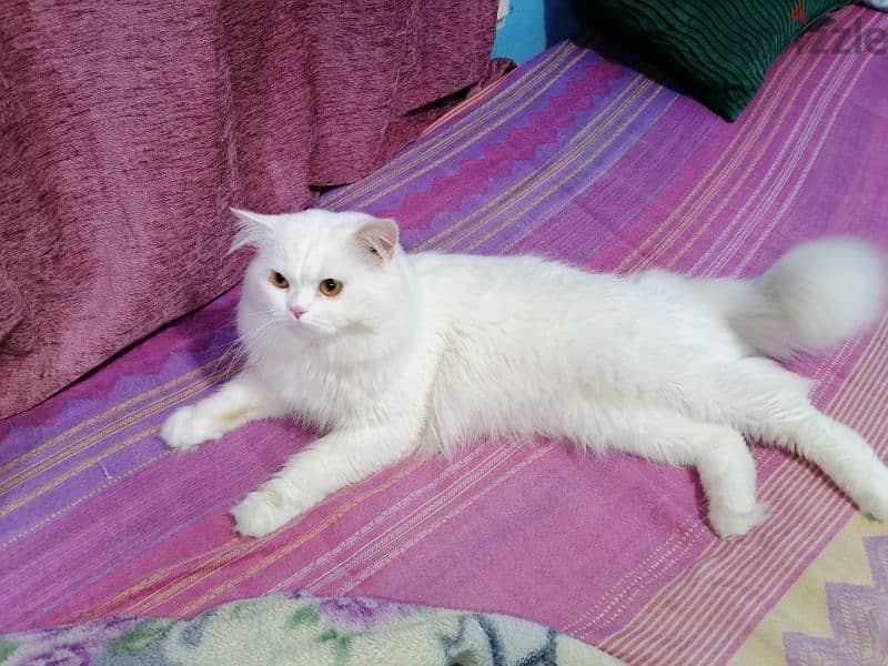 a persian cat for sale 3