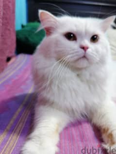 a persian cat for sale