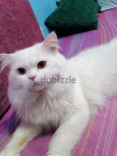 a persian cat for sale 5