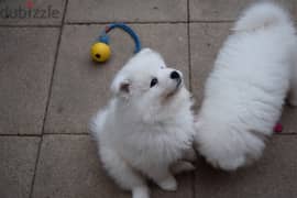 Whatsapp me +96555207281 Cutest Samoyed  puppies for sale