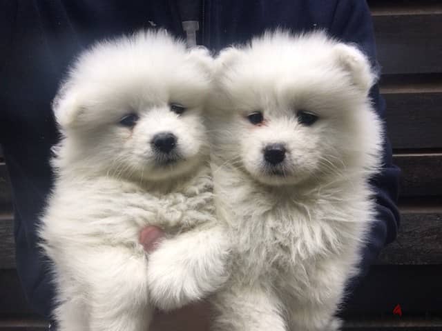 Whatsapp me +96555207281 Cutest Samoyed  puppies for sale 1