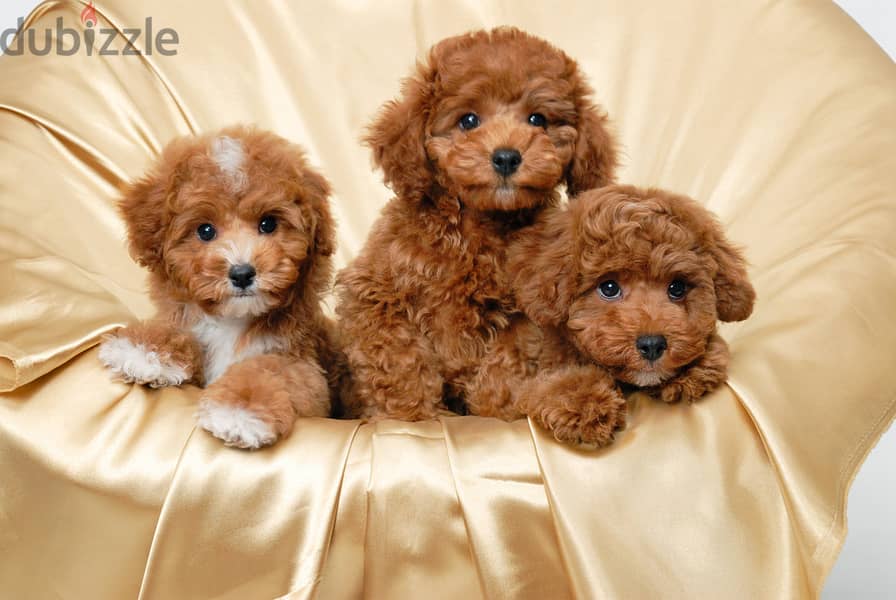 Whatsapp me +96555207281 Two Vaccinated Toy poodle puppies for sale 0