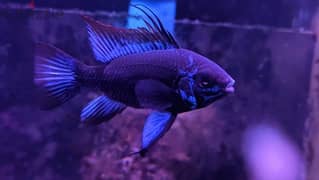 German Rams & Electric Blue jack Dempsey & Rainbow fish