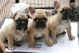 Males and Females French Bulldog puppies available