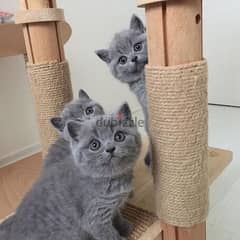 british shorthair available for lovely homes