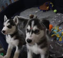 Whatsapp me (+972 55339 0294) Siberian Husky Puppies 0